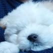 Jax, Chow Chow