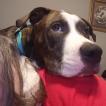 Snickers, Staffordshire Bull Terrier
