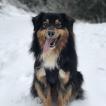 Onaya, Australian Shepherd Dog