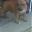 ricky, Staffordshire Bull Terrier