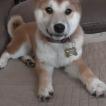 Phoenix, Shiba Inu Japonés