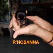 R'HOSANNA, Yorkshire Terrier