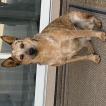 Ginger, Perro australiano del ganado