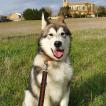 Pathus, Malamute De Alaska