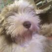 Nell, Bearded Collie