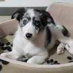 louna, Border Collie