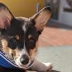 Winston, Welsh Corgi Pembroke