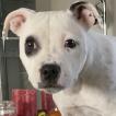 Phoenix, Staffordshire Bull Terrier