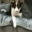 Kiara, Border Collie