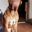 King, Dogo De Burdeos