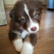 Koda, Pastor Australiano