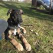 Malou, Beauceron
