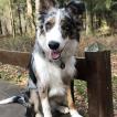 Poopy, Border Collie
