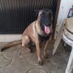 Lucy, Pastor Belga
