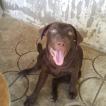 Perona, Labrador Retriever
