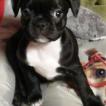 PERLE, Bulldog Francés