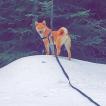 Phuyoko, Shiba Inu Japonés