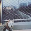 Maya, Westies