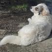 Patoune, Pyrenean Mountain Dog