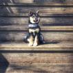 Izzy, Shiba Inu Japonés