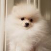 Shallow, Spitz
