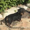 Peanuts de KEr Ki Douar, Dachshund (Pelo Largo)