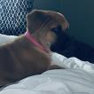 Luna, Cane Corso
