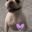 Romeo, Bulldog Francés