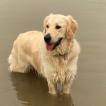 Olya, Golden Retriever