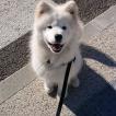 Priam, Samoyedo