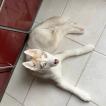 Paillette, Husky Siberiano