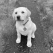 Zita, Labrador Retriever