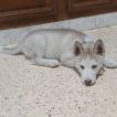 Laïka, Husky Siberiano