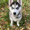 Luna, Husky Siberiano