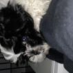 Pixelle, Shih Tzu