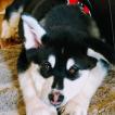 Evee, Malamute De Alaska