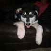 Moose, Malamute De Alaska