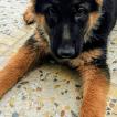 Laika, Perro Pastor Alemán