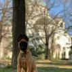 Hugo, Pastor Belga Malinois