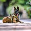 Nala, Pastor Belga Malinois