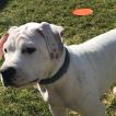 Holly, American bulldog