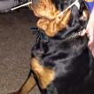 Remington