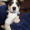 Syr Tybalt, Border Collie