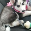 Heda, Husky Siberiano