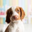 Penny, Brittany Spaniel 