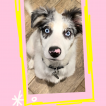 Kiko, Border Collie
