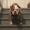 Ed, Bulldog