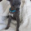 Ti-Loup, Chihuahua