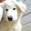 Huesca, Pyrenean Mountain Dog