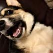 Oliver, Corgi Galés De Pembroke